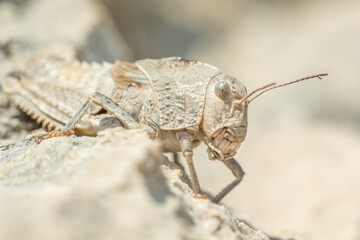 Eastern Stone Grasshopper (Prionotropis hystrix) sitting on a rock. Yellow  insect in its habitat. Insect detailed portrait with soft background. Wildlife scene from nature. Croatia