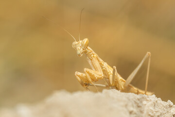 Praying mantis (Mantis religiosa) sitting and hunting on a rock. Beautiful yellow insect in its habitat. Insect portrait with soft yellow background. Wildlife scene from nature. Croatia