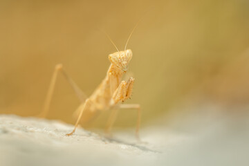 Praying mantis (Mantis religiosa) sitting and hunting on a rock. Beautiful yellow insect in its habitat. Insect portrait with soft yellow background. Wildlife scene from nature. Croatia
