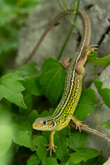 Italian wall lizard (Lacerta siculus) sitting on the ground. Beautiful green and blue lizard in its habitat. Reptile portrait with soft brown background. Wildlife scene from nature. Czech Republic