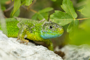European green lizard (Lacerta viridis) sitting on the ground. Beautiful green and blue lizard in its habitat. Reptile portrait with soft brown background. Wildlife scene from nature. Czech Republic