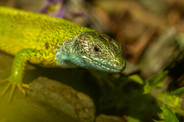 European green lizard (Lacerta viridis) sitting on the ground. Beautiful green and blue lizard in its habitat. Reptile portrait with soft brown background. Wildlife scene from nature. Czech Republic