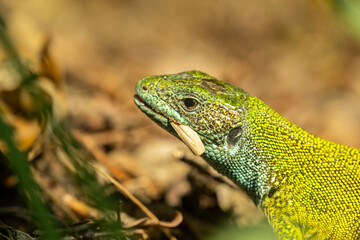 European green lizard (Lacerta viridis) sitting on the ground. Beautiful green and blue lizard in its habitat. Reptile portrait with soft brown background. Wildlife scene from nature. Czech Republic