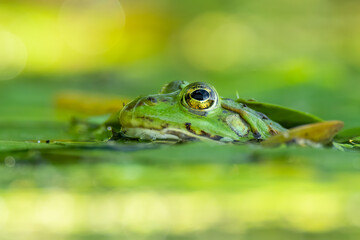 Edible frog (Pelophylax esculentus) in a beautiful lake. Cute small green frog in its habitat. Frog amphibian portrait with soft green background. Wildlife scene from nature. Czech Republic