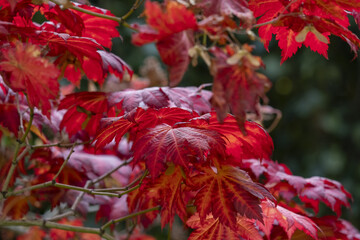 Close-up of graceful red leaves of Japanese Maple, Acer palmatum Atropurpureum tree in a park of geneva, Switzerland