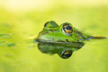 Edible frog (Pelophylax esculentus) in a beautiful lake. Cute small green frog in its habitat. Frog amphibian portrait with soft green background. Wildlife scene from nature. Czech Republic
