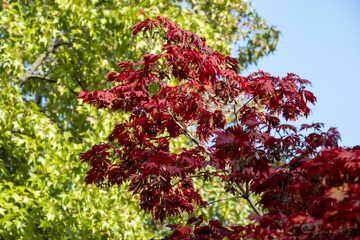 Close-up of graceful red leaves of Japanese Maple, Acer palmatum Atropurpureum tree in a park of geneva, Switzerland