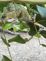 A low depth field image of a chameleon among green leaves