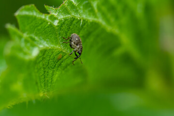 Weevil beetle (Curculionidae) sitting on a leaf. Cute small brown insect in its habitat. Insect detailed portrait with soft green background. Wildlife scene from nature. Czech Republic