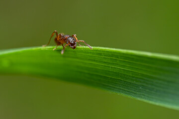 Ant (Formicidae) sitting and feeding on a blade of grass. Cute small brown insect in its habitat. Wildlife scene from nature. Czech Republic