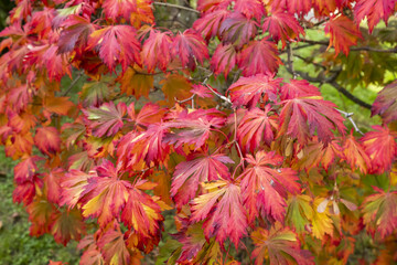 Close-up of graceful red leaves of Japanese Maple, Acer palmatum Atropurpureum tree in a park of geneva, Switzerland
