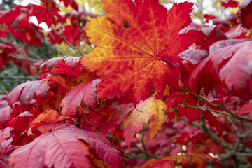 Close-up of graceful red leaves of Japanese Maple, Acer palmatum Atropurpureum tree in a park of geneva, Switzerland