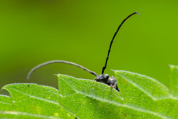 Six-spotted longhorn (Anoplodera sexguttata) sitting on a leaf. Tiny black bug in its habitat. Insect detailed portrait with soft green background. Wildlife scene from nature. Czech Republic
