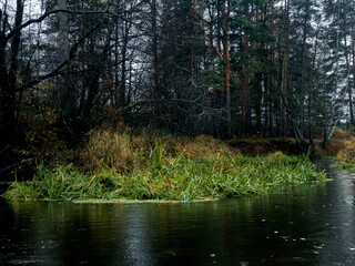 The river is overgrown with grass and mud. Autumn in the forest.