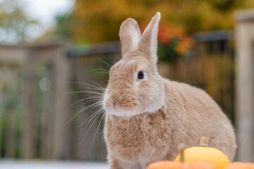 Rufus Rabbit poses with pumpkins surrounded by warm fall foliage
