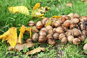 Walnüsse im Herbst sammeln und für eine gesunde Ernährung nutzen, regional und saisonal ernten und essen, nachhaltig leben und umweltbewußt handeln
