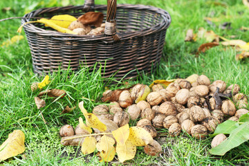 Walnüsse im Herbst sammeln und für eine gesunde Ernährung nutzen, regional und saisonal, vegan...
