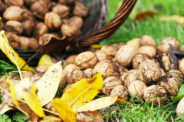 Walnussbaum im Garten und Walnüsse im Herbst sammeln. Für eine gesunde Ernährung nutzen, regional und saisonal