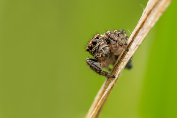 Jumping spider (Salticidae) sitting on a blade of grass. Cute small brown spider in its habitat. Insect detailed portrait with soft green background. Wildlife scene from nature. Czech Republic