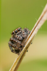 Jumping spider (Salticidae) sitting on a blade of grass. Cute small brown spider in its habitat. Insect detailed portrait with soft green background. Wildlife scene from nature. Czech Republic