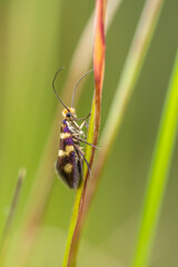 Moth (Micropterix aureatella) sitting on a blade of grass. Beautiful moth with purple wings in its habitat. Insect portrait with soft green background. Wildlife scene from nature. Czech Republic