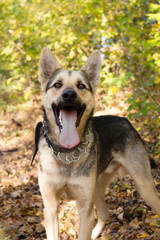 Portrait of happy brown and white short-haired mongrel dog with open mouth on a background of autumn park.