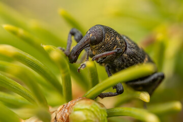 Large pine weevil (Hylobius abietis) sitting on a pine. Cool black and yellow insect with a giant...