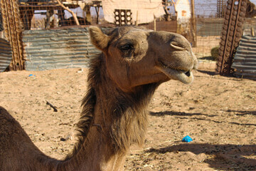 Camels in a Saharan refugee camp