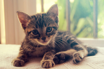 Gatito peque&ntilde;o