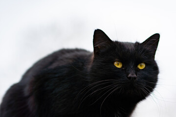 black cat portrait