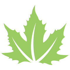 

Leaf structure life maple showcasing sycamore lead 
