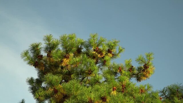 Korean Pine Tree In The Garden Of Seoul Grand Park in autumn close-up