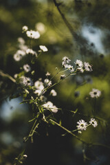 spring in the forest