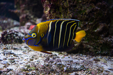 fish in aquarium