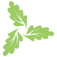 Fototapeta na wymiar Spirally arranged patterns enriched leaf is oak leaf 
