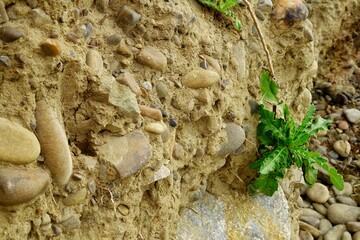 River bank erosion. Soil, stones, plants