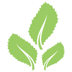 
Oval shaped moringa leaves placed in symmetry making a leaf design 
