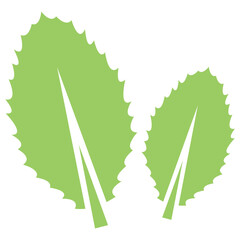 
Oval shaped leaf like a balloon with veins inside, cashew leaf 
