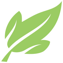 
Oval shaped leaf like a balloon with veins inside, cashew leaf 
