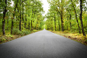 road across the oaks forest