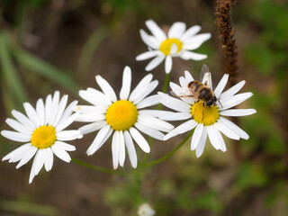 hoverfly on a blooming daisy
