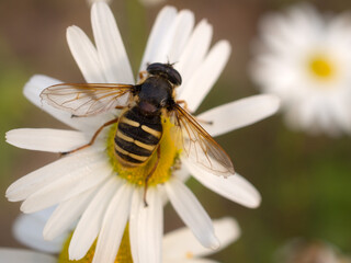 hoverfly on daisy close up