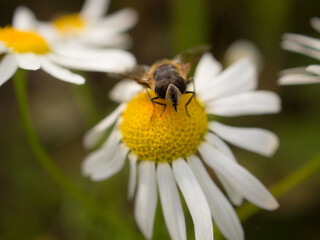 hoverfly close up