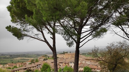 trees in region country