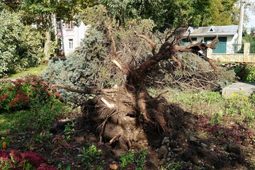 Big old hurricane-felled tree lies on the ground