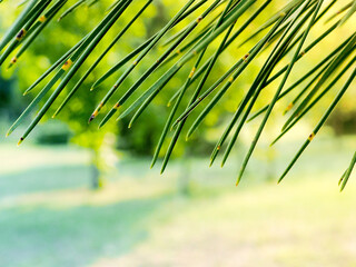 Green pine needles. pine needles close up as a natural background or texture