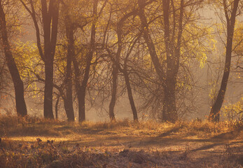 Foggy morning in park with sunlight and pale colors of plants.