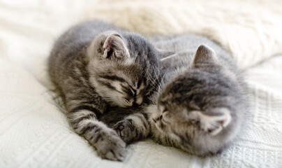 Cute tabby kittens playing sleeping together. Pretty Baby cats in love. Kids animal cat and cozy home concept. Home pets. Animal care.