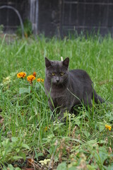 cat on the grass