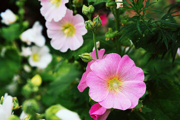 Obraz premium Pink mallow flower in a flowerbed against a background of green leaves